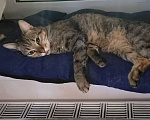 Кошки в Люберцах: Кот в добрые руки Мальчик, Бесплатно - фото 5