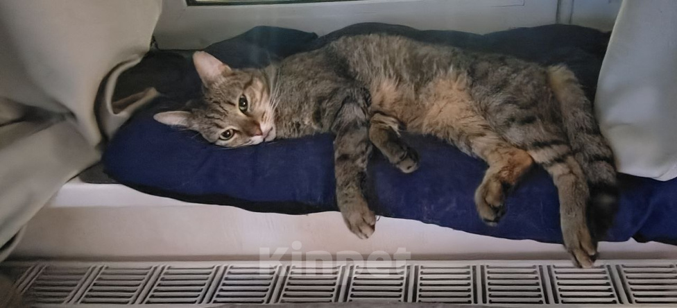 Кошки в Люберцах: Кот в добрые руки Мальчик, Бесплатно - фото 5