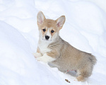 Собаки в Москве: Вельш корги пемброк Мальчик, Бесплатно - фото 1