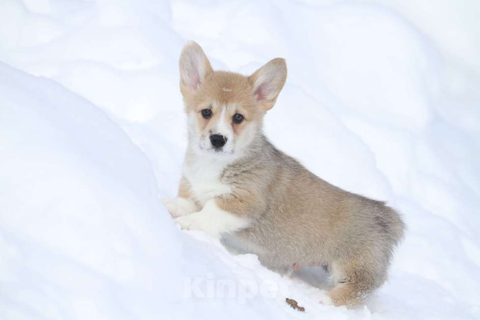 Собаки в Москве: Вельш корги пемброк Мальчик, Бесплатно - фото 1