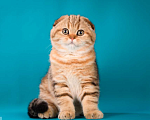 Кошки в Щербинке: золотая мраморная кошечка Девочка, 25 000 руб. - фото 8