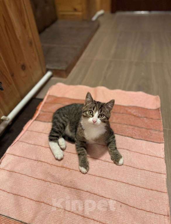 Кошки в Москве: Ищет любящую семью очаровательный котенок‼ Мальчик, Бесплатно - фото 2