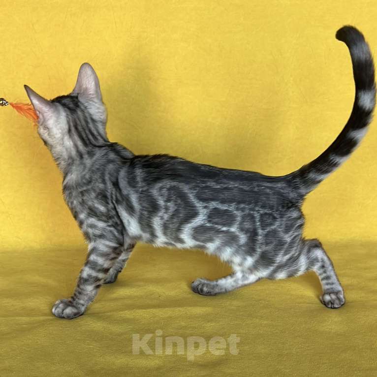 Кошки в Москве: Бенгальский котёнок серебро уголь Мальчик, Бесплатно - фото 6