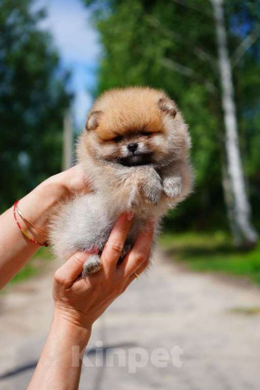 Собаки в Мур: продажа щенков Девочка, 65 000 руб. - фото 3