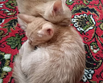 Кошки в Нижнем Новгороде: Котик тигренок Мальчик, Бесплатно - фото 2