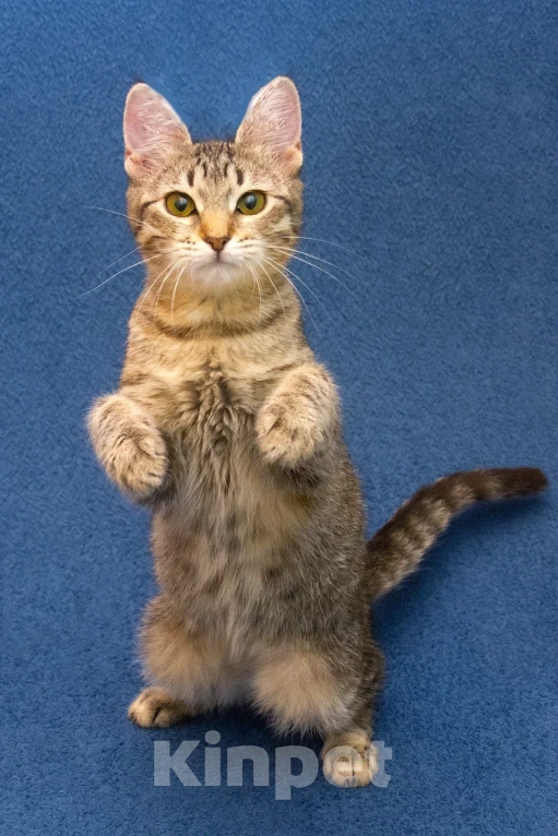 Кошки в Москве: Котенок девочка в добрые руки Девочка, 10 руб. - фото 2