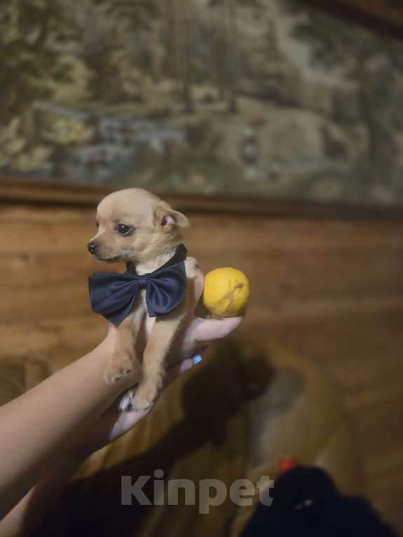 Собаки в Казани: Чихуа 3 мес. Мальчик, 25 000 руб. - фото 4