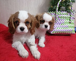 Собаки в Москве: Кавалер Кинг Чарльз спаниель. Щенки  Девочка, 100 000 руб. - фото 3