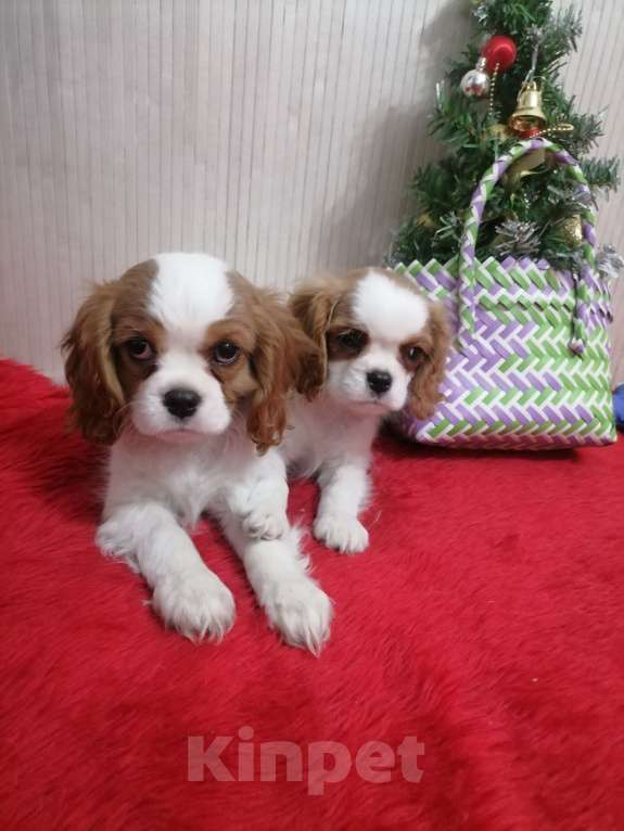 Собаки в Москве: Кавалер Кинг Чарльз спаниель. Щенки  Девочка, 100 000 руб. - фото 3