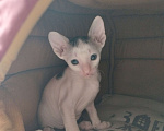Кошки в Москве: Котенок Корниш Рекс Мальчик, Бесплатно - фото 3