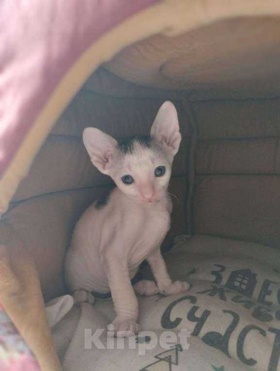 Кошки в Москве: Котенок Корниш Рекс Мальчик, Бесплатно - фото 3