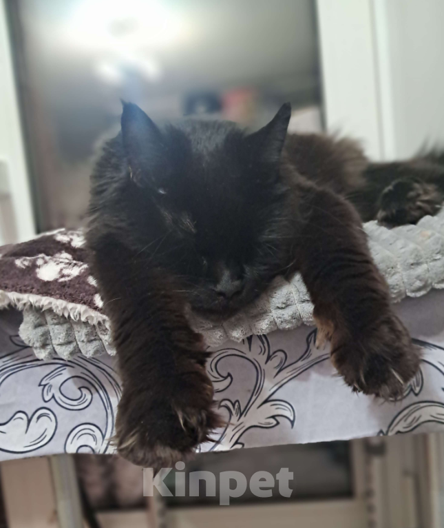 Кошки в Ачинске: Нужна невеста  Мальчик, 1 руб. - фото 6