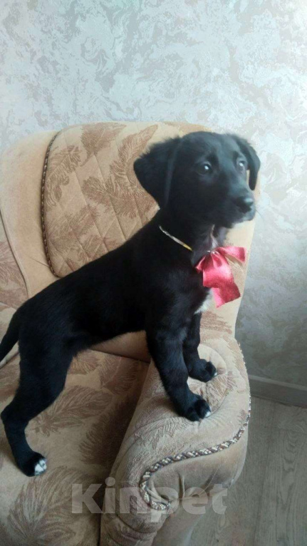 Собаки в Санкт-Петербурге: Чудесный умный щенок ищет дом Девочка, Бесплатно - фото 1