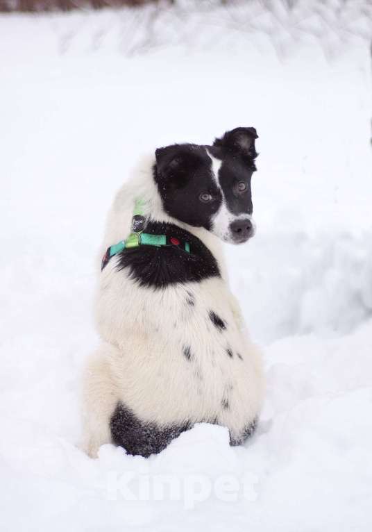 Собаки в Москве: Маленький джентльмен Жак в поисках семьи Мальчик, Бесплатно - фото 1