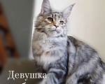 Кошки в Сочи: Котята мейн-кун в Сочи, 25 000 руб. - фото 5