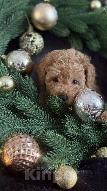 Собаки в Москве: Той -пудель мальчик абрикосовый Мальчик, 70 000 руб. - фото 4