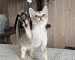 Кошки в Домодедово: Сингапура, Сингапурская кошка, котята , Москва Разнополые, Бесплатно - фото 2