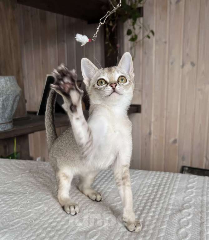 Кошки в Домодедово: Сингапура, Сингапурская кошка, котята , Москва Разнополые, Бесплатно - фото 2