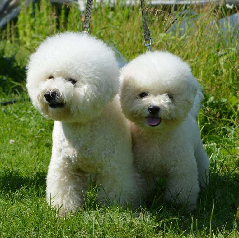 Собаки в Сыктывкаре: Девочка Бишон Фризе  Девочка, 35 000 руб. - фото 5