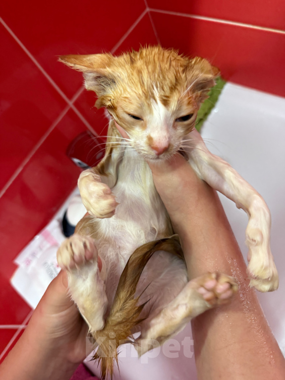 Кошки в Москве: Котенок-мальчик в добрые руки Мальчик, Бесплатно - фото 6