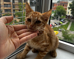 Кошки в Москве: Котенок девочка ищет дом Девочка, Бесплатно - фото 2