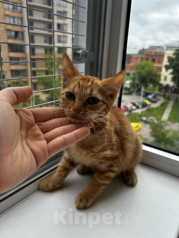 Кошки в Москве: Котенок девочка ищет дом Девочка, Бесплатно - фото 2