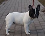 Собаки в Воронеже: Французский бульдог Девочка, 40 000 руб. - фото 1