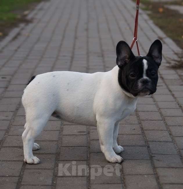 Собаки в Воронеже: Французский бульдог Девочка, 40 000 руб. - фото 1