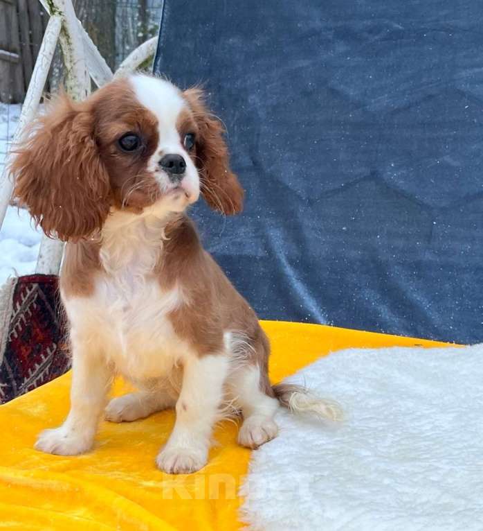 Собаки в Санкт-Петербурге: БЕСТ ИЛРЕАН ИЛЬСУРА Девочка, 230 000 руб. - фото 1