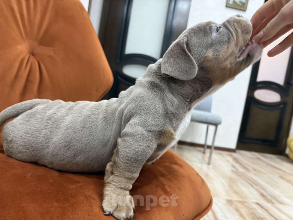 Собаки в Севастополе: Лиловый триколор Мальчик, Бесплатно - фото 2