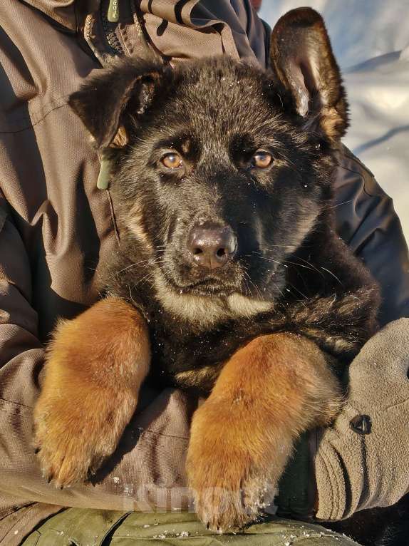 Собаки в других городах Московской области: Щенки немецкой овчарки рабочего разведения РКФ Мальчик, Бесплатно - фото 6