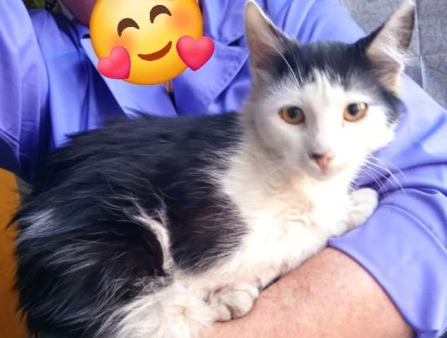 Кошки в Москве: ФИЛИМОН Мальчик, Бесплатно - фото 1