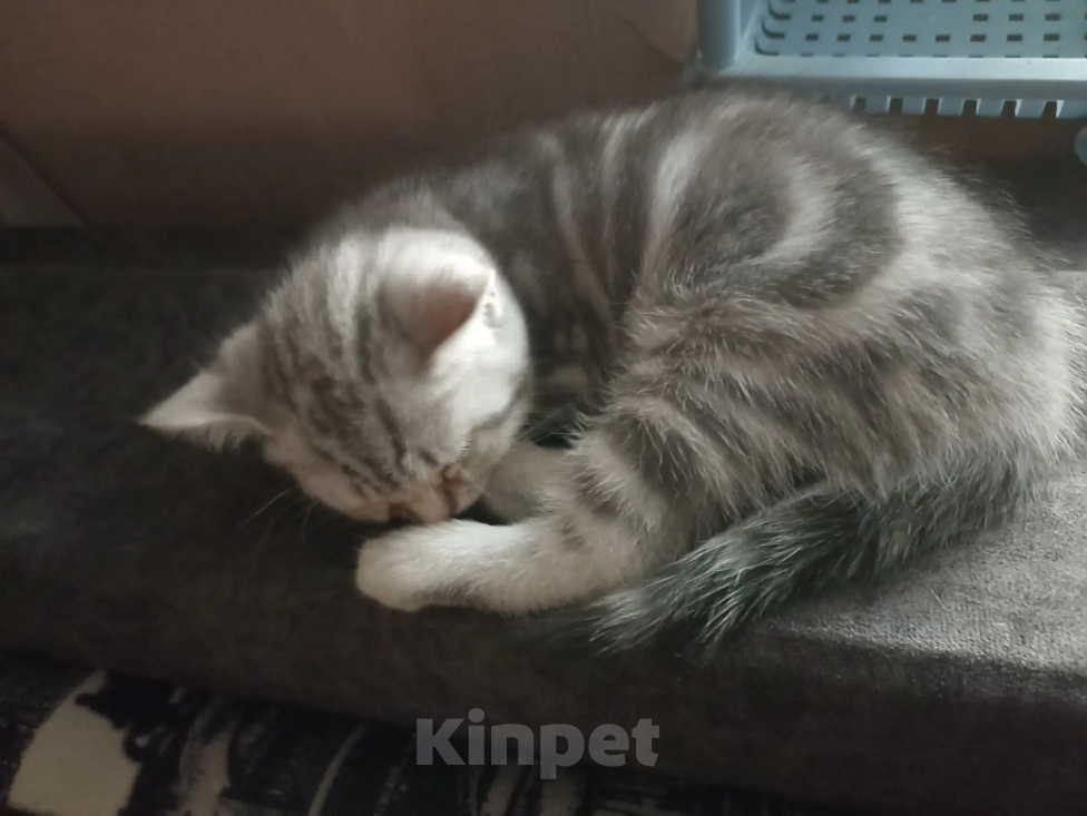 Кошки в Москве: Британский котёнок Девочка, 3 000 руб. - фото 9