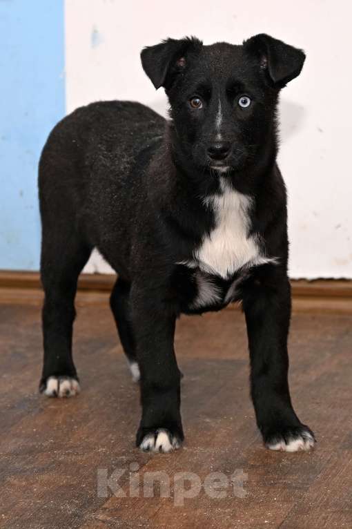 Собаки в других городах Московской области: Афри,  девочка 4 мес.  чудесный ребенок смотрящий на мир такими разными и добрыми глазами! Девочка, 1 000 руб. - фото 1