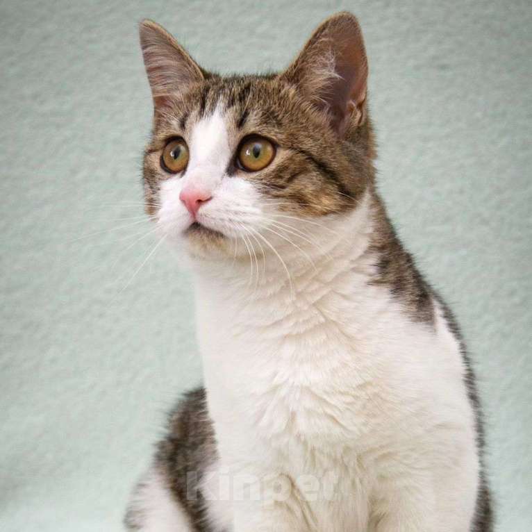 Кошки в Москве: Котенка Еву выкинули хозяева Девочка, Бесплатно - фото 5