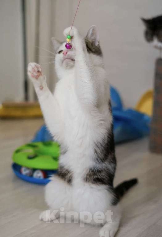 Кошки в Санкт-Петербурге: Герда из приюта Девочка, Бесплатно - фото 5