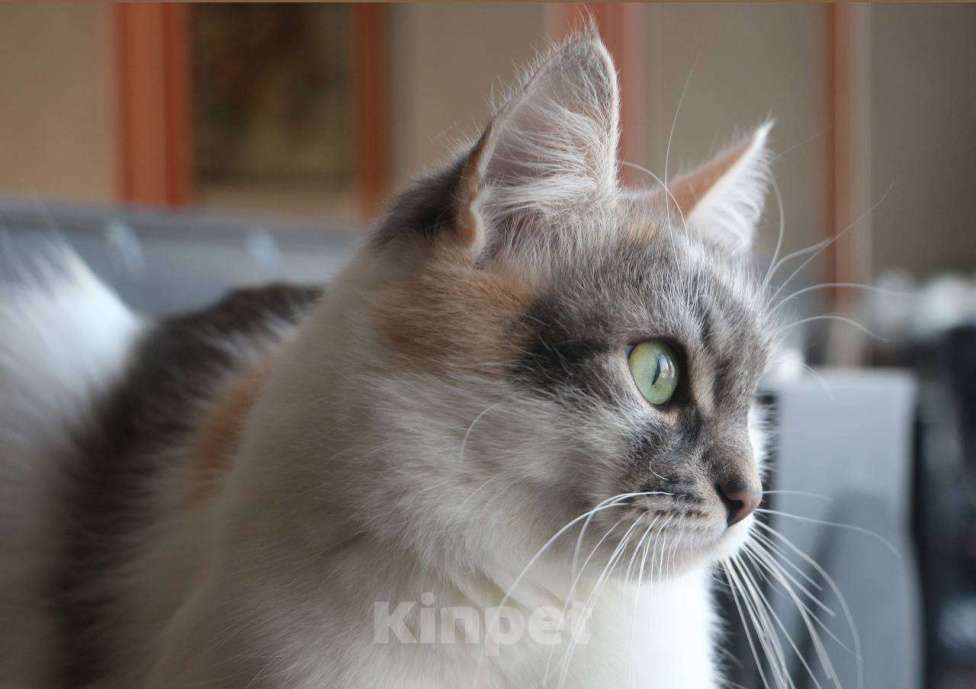 Кошки в Москве: Мика Девочка, Бесплатно - фото 6