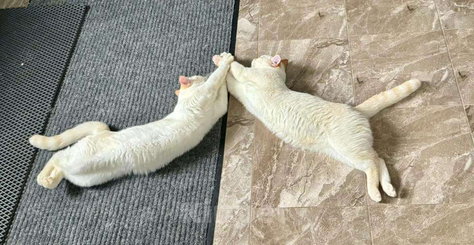 Кошки в других городах Ростовской области: Срочно отдаю в добрые руки Мальчик, Бесплатно - фото 6