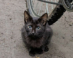 Кошки в Москве: Выбросили черного котёнка! На улице погибнет Мальчик, 1 руб. - фото 1