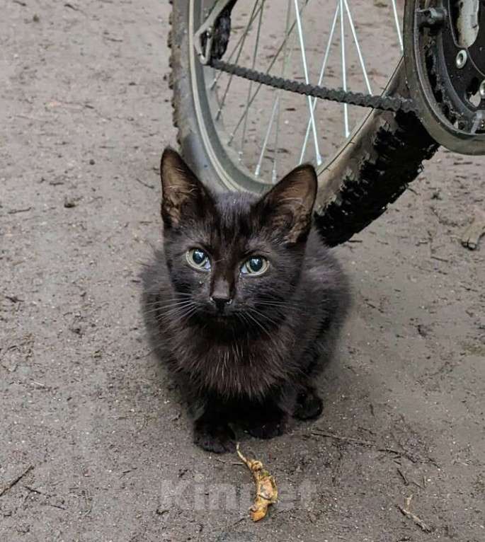 Кошки в Москве: Выбросили черного котёнка! На улице погибнет Мальчик, 1 руб. - фото 1