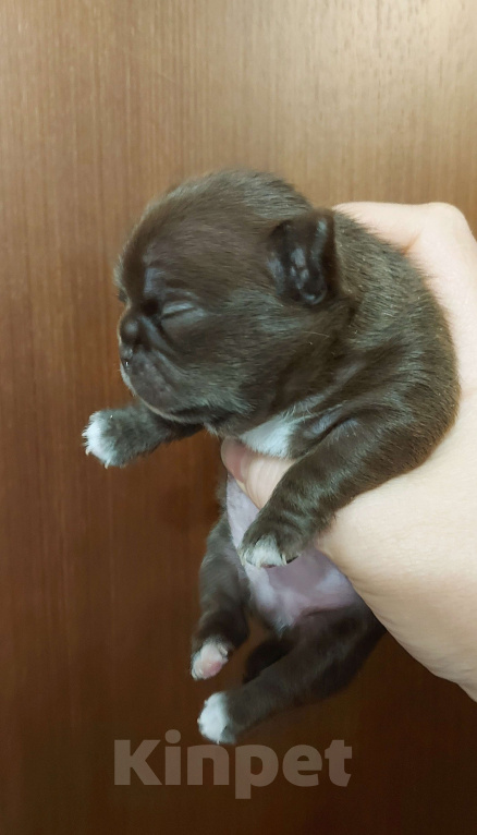 Собаки в Новосибирске: Шоколадный невероятный парень! Мальчик, Бесплатно - фото 1