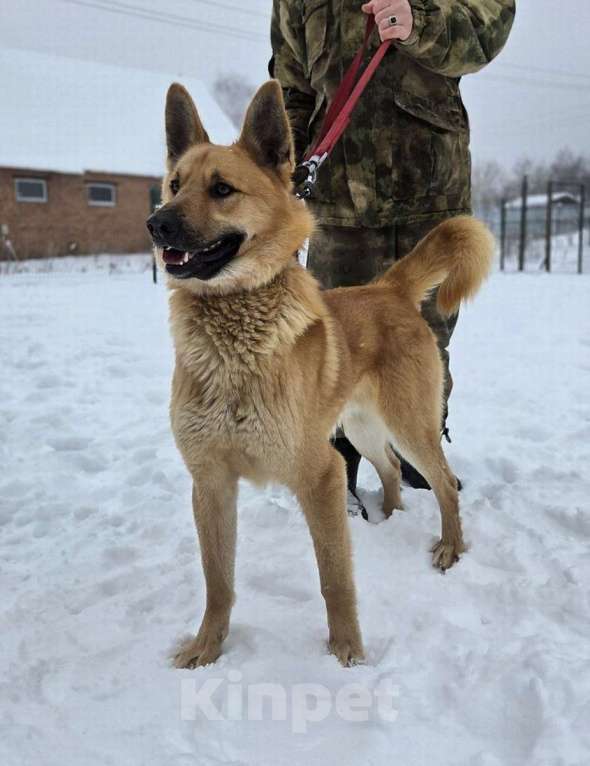 Собаки в Москве: Шикарный парень Майор в добрые руки! Мальчик, Бесплатно - фото 2