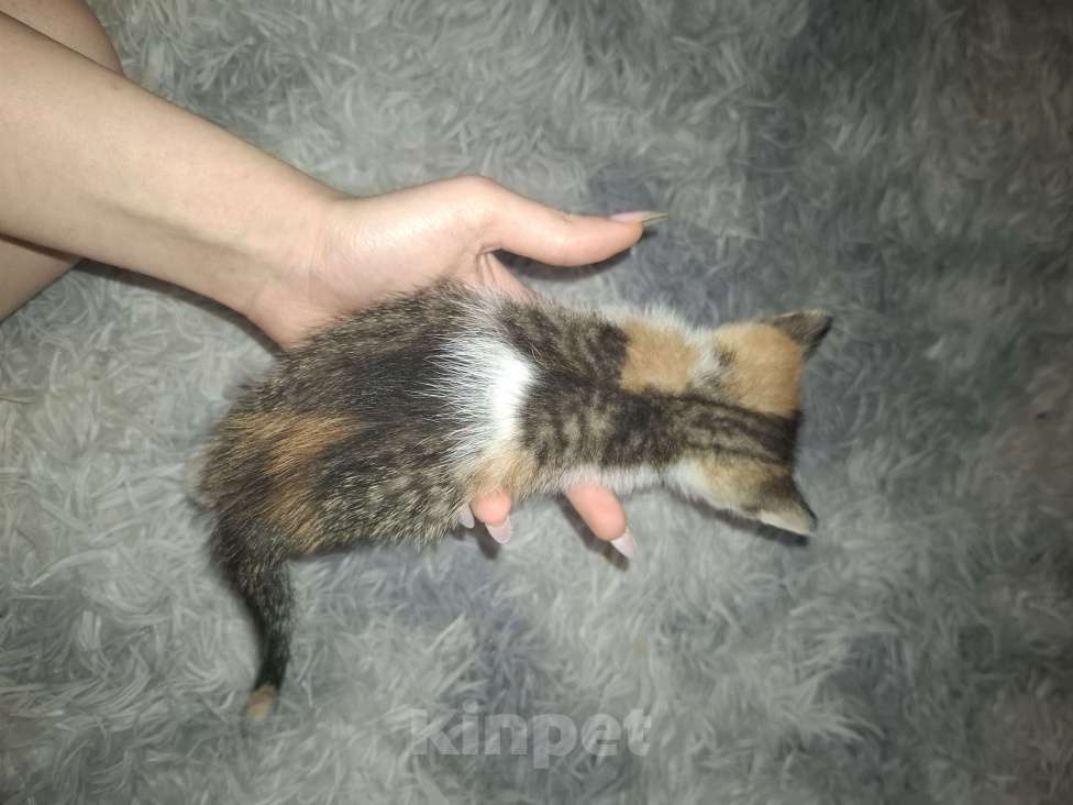 Кошки в Саратове: Котёнок Девочка, Бесплатно - фото 2