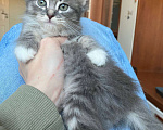 Кошки в Москве: Котенок Йода ищет дом Девочка, Бесплатно - фото 4