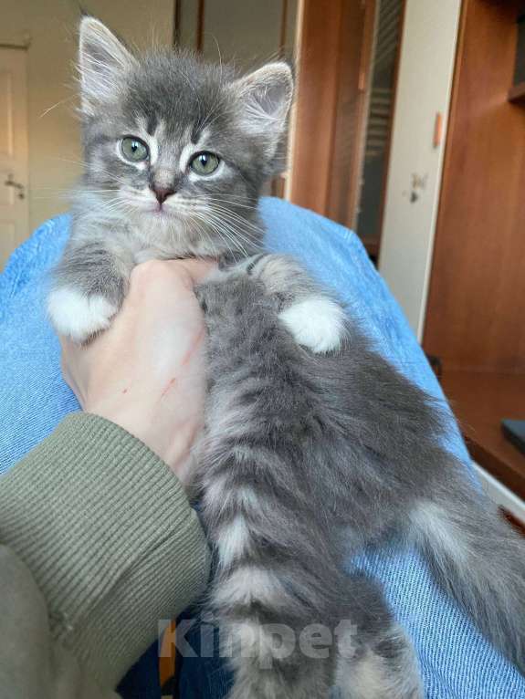 Кошки в Москве: Котенок Йода ищет дом Девочка, Бесплатно - фото 4