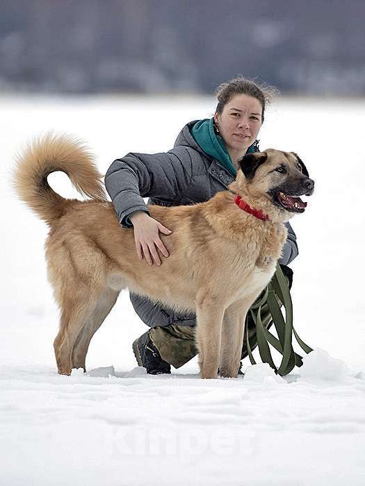 Собаки в Санкт-Петербурге: Ищем дом для дружелюбного пса Грэма Мальчик, 10 руб. - фото 2