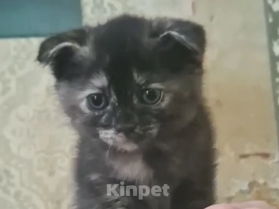 Кошки в Туле: Шотландские котята Разнополые, 1 000 руб. - фото 2