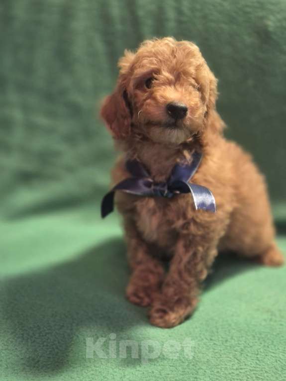 Собаки в Москве: Мальчик окрас ред браун Мальчик, 60 000 руб. - фото 1