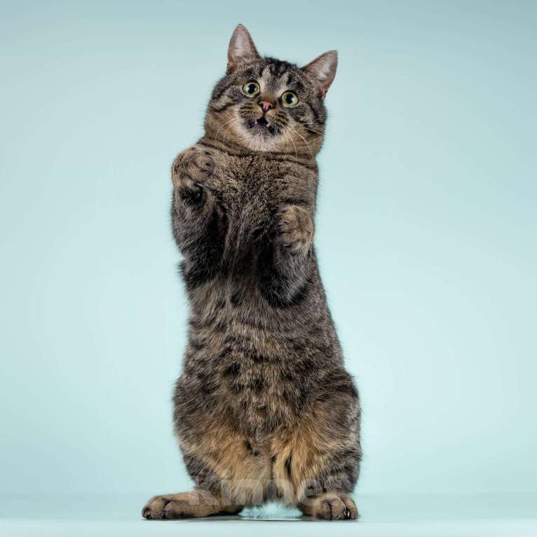 Кошки в Москве: Ищет дом шикарный, молодой кот Капитан! Ласково — Тоша Мальчик, 10 руб. - фото 6