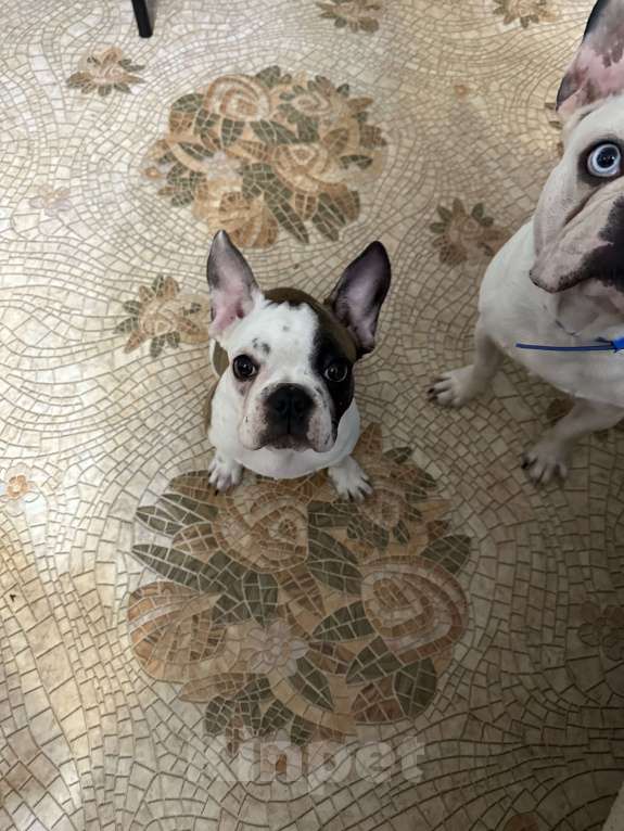 Собаки в Ростове-на-Дону: Француженка готова к перееду  Девочка, 18 000 руб. - фото 4